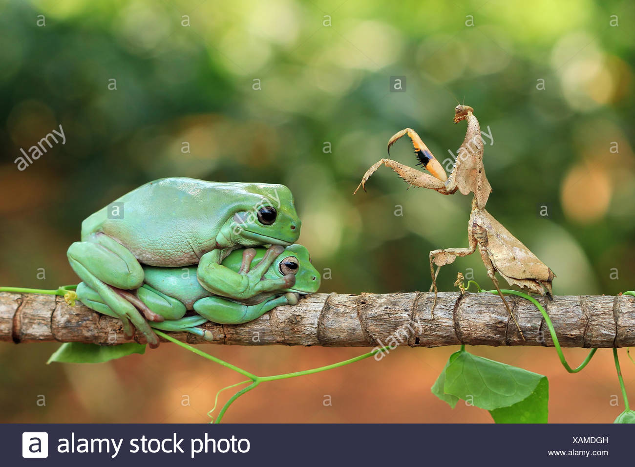 Frogs And Insects Stock Photos & Frogs And Insects Stock Images Alamy