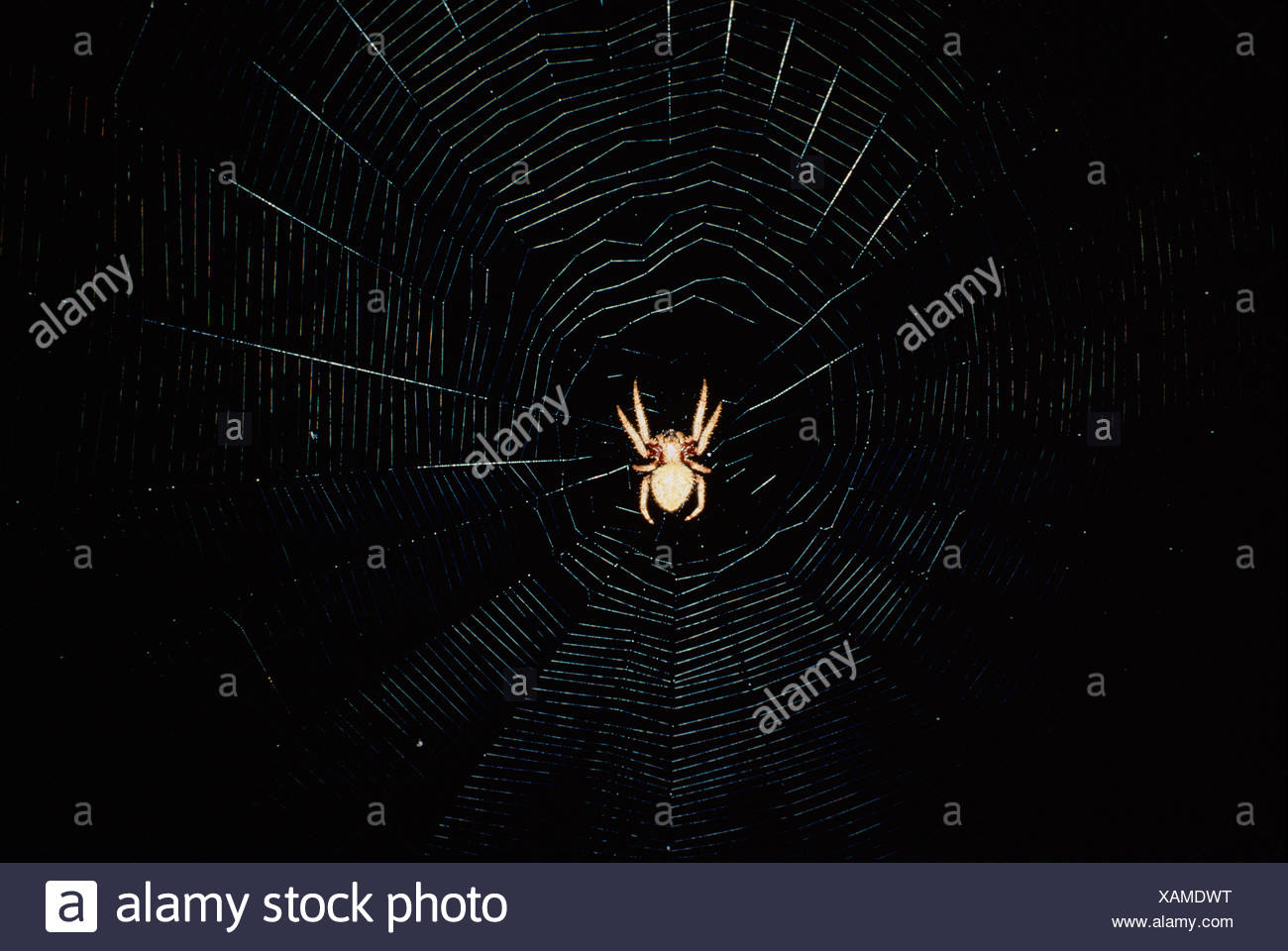 Australia Australian Garden Orb Weaver Spider In Its Web Stock