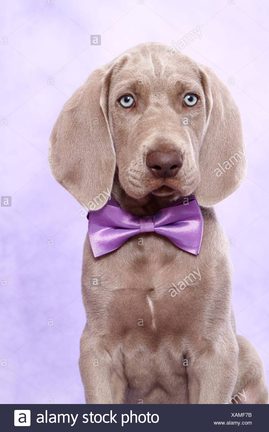 Shorthaired Weimaraner Puppy Stock Photo 281963455 Alamy