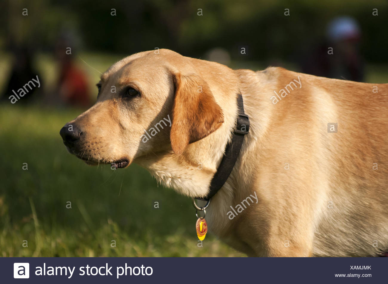 cream labrador retriever