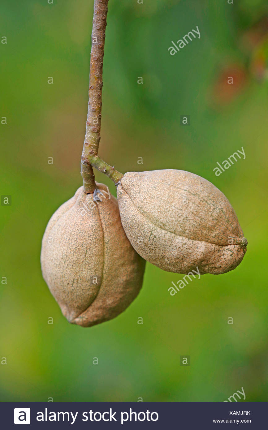 California buckeye (Aesculus californica), fruits Stock Photo