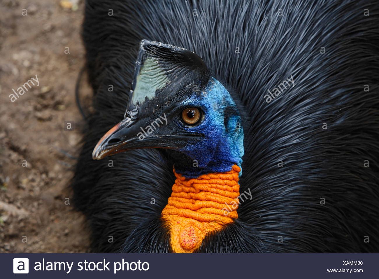 Unappendiculatus Stock Photos & Unappendiculatus Stock Images Alamy