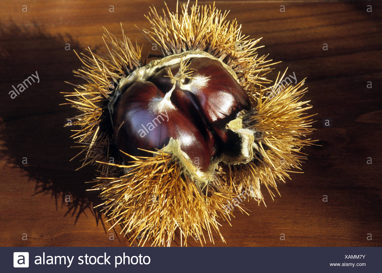 Eine Kastanie High Resolution Stock Photography And Images Alamy eine-kastanie-high-resolution-stock-photography-and-images-alamy