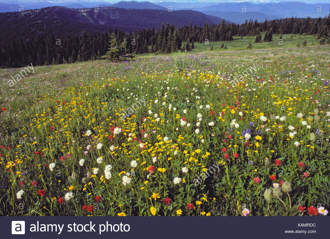 manning park hikes