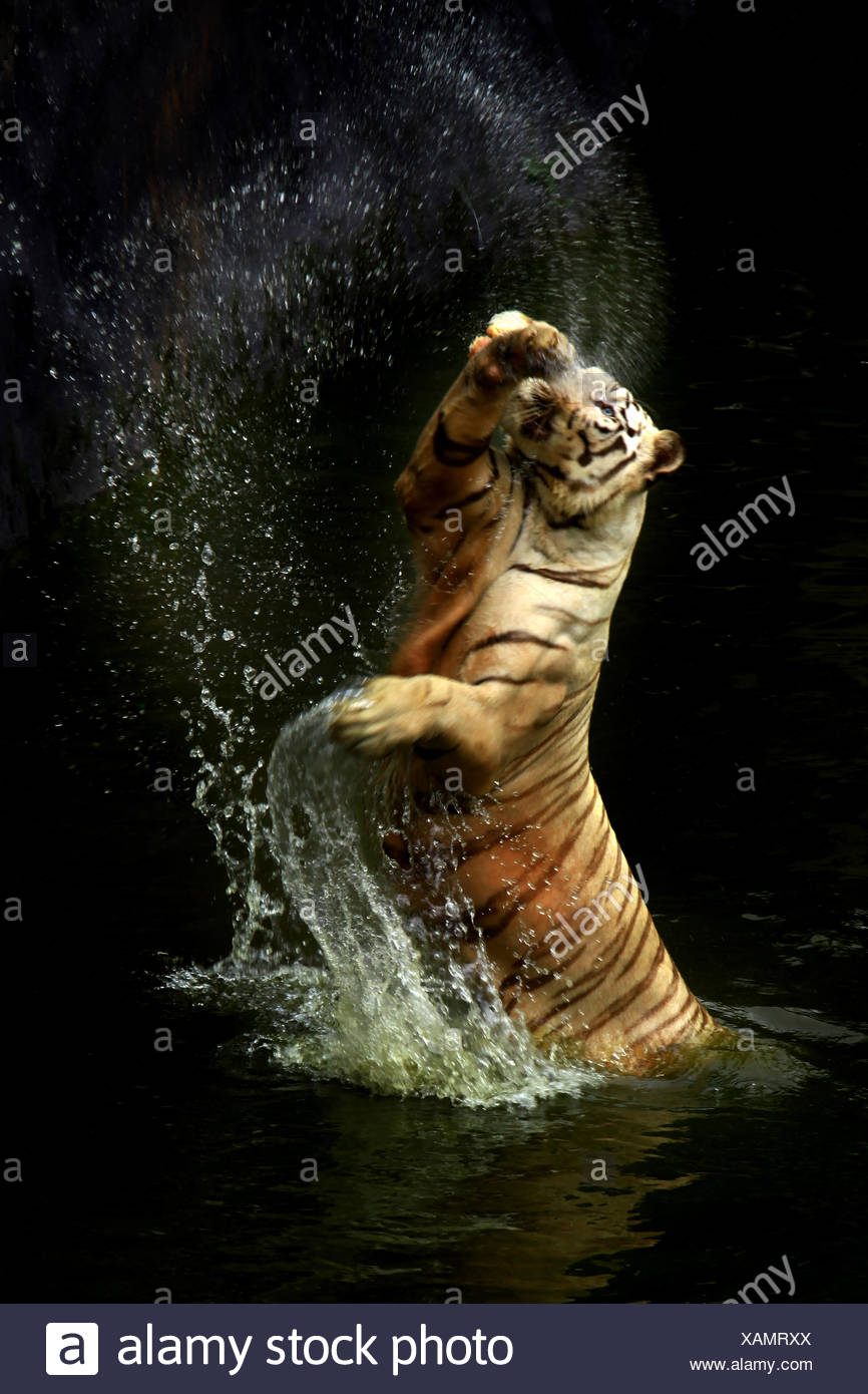Leaping Tiger High Resolution Stock Photography and Images Alamy