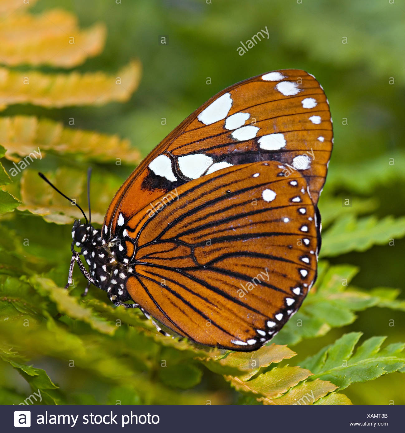 Bộ sưu tập cánh vẩy 4 - Page 24 Euxanthe-tiberius-butterfly-XAMT3B