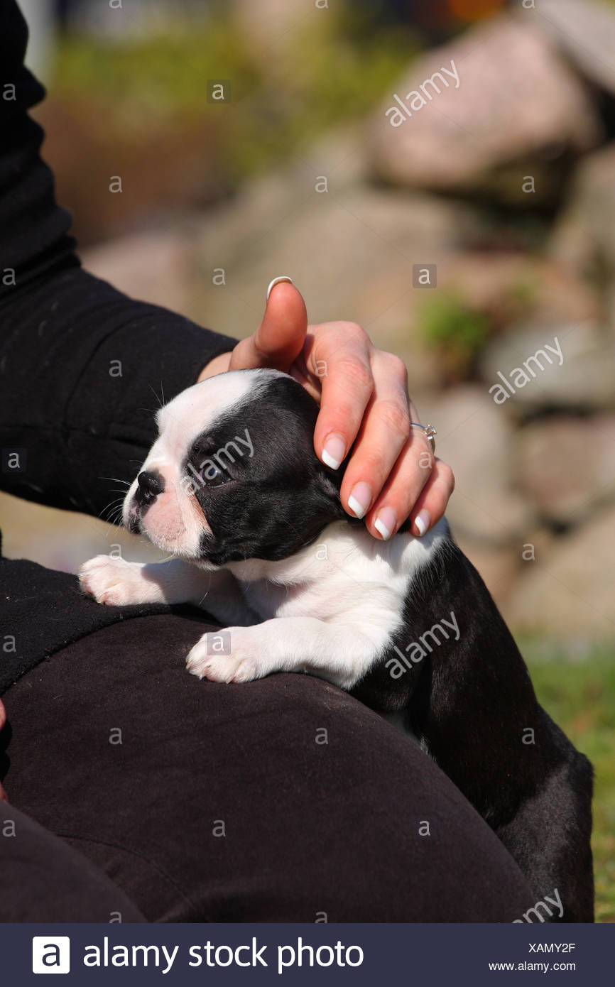 Boston Terrier Puppy Stock Photo 281972727 Alamy
