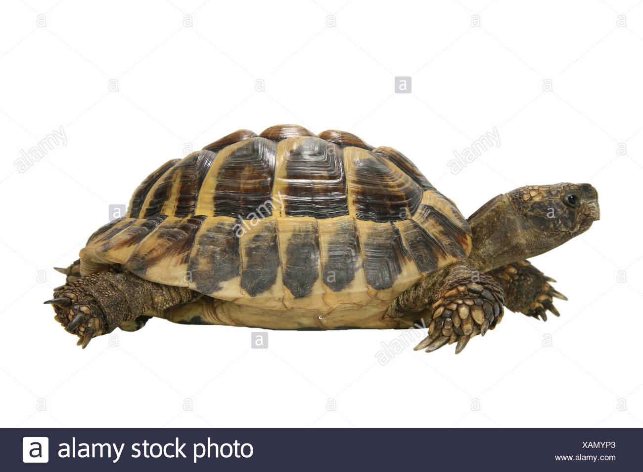 Tortoise Cut Out Stock Photos & Tortoise Cut Out Stock Images Alamy