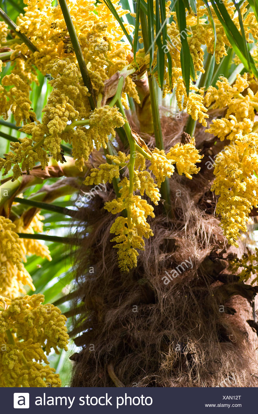 Hemp Palm Trachycarpus Fortunei High Resolution Stock Photography and
