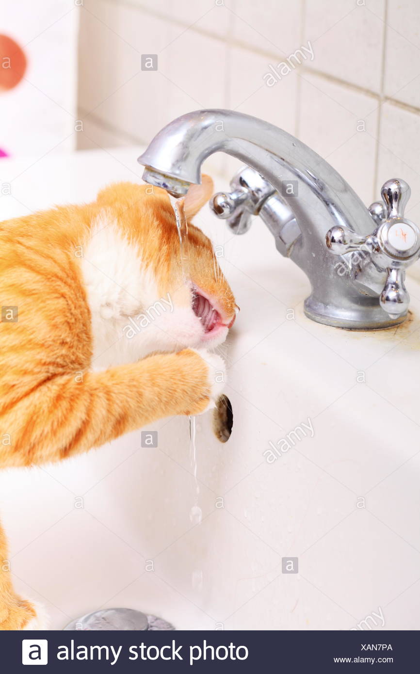 Animals At Home Red Cat Pet Kitty Drinking Water In Bathroom