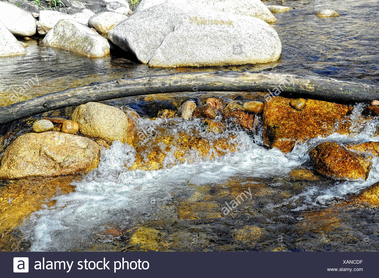 Tree trunk in the water Stock Photo