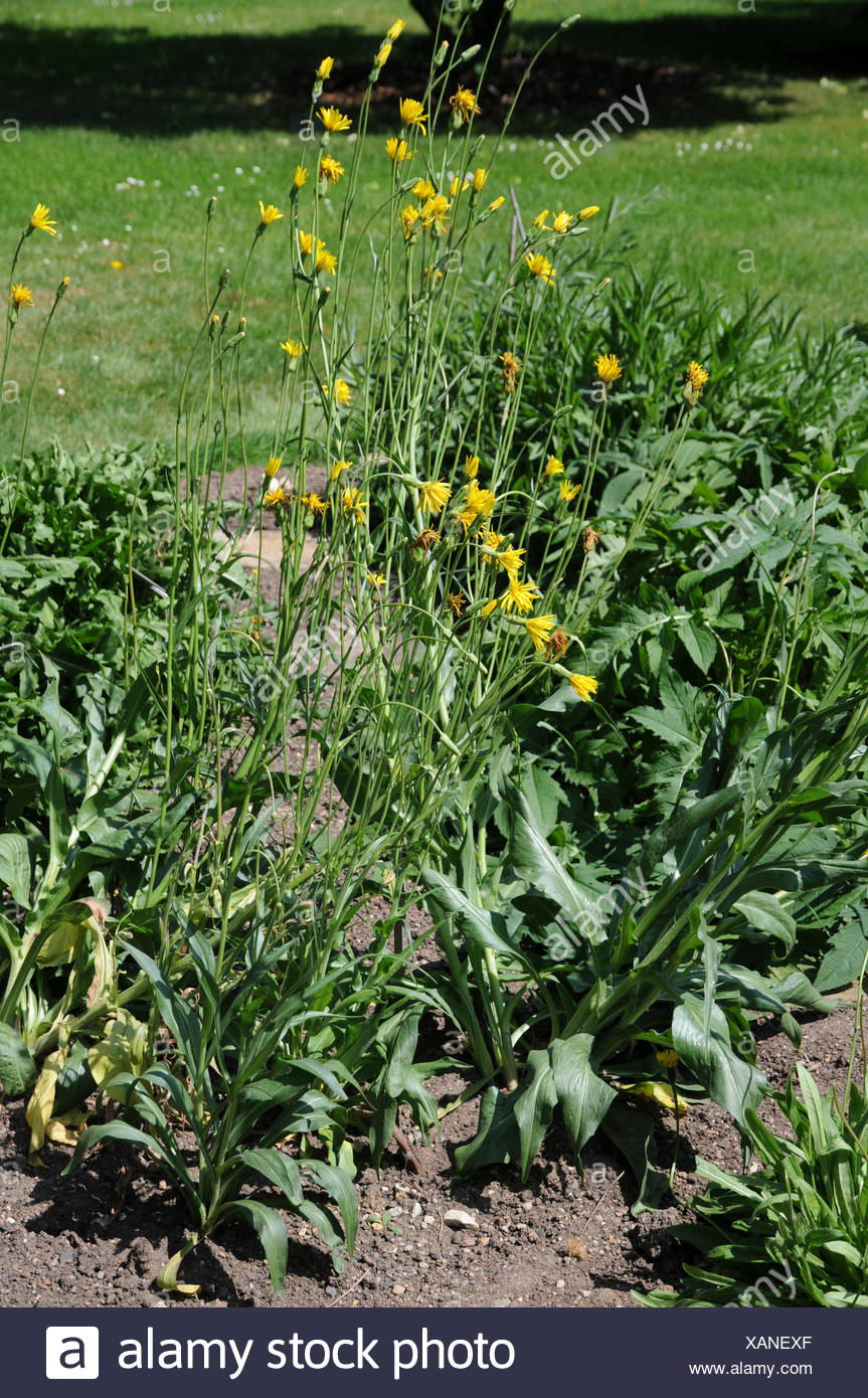 Garten Schwarzwurzel Scorzonera Hispanica Stock Photos Garten