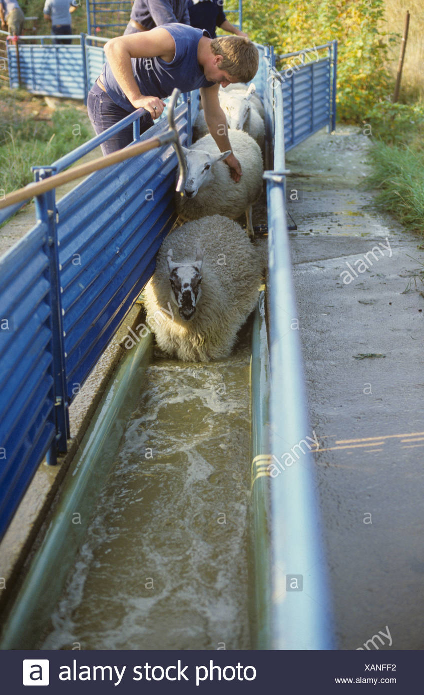 Sheep Dipping Stock Photos & Sheep Dipping Stock Images Alamy