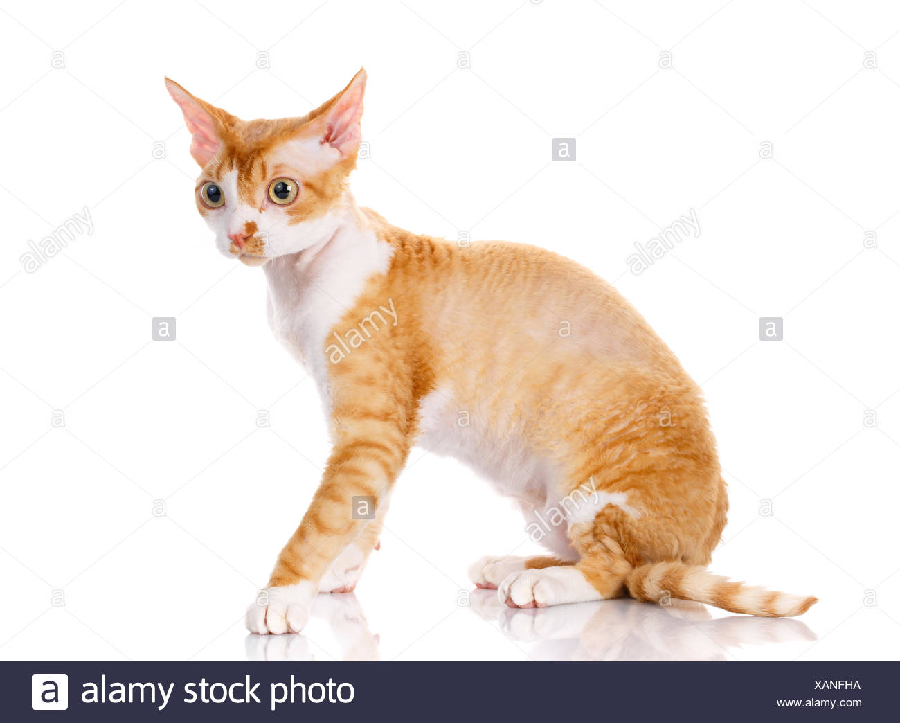 orange devon rex