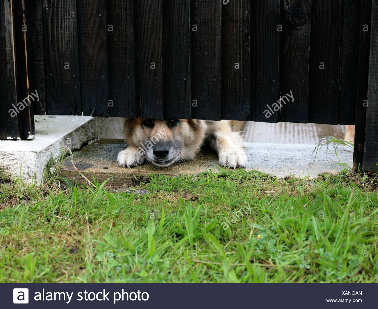 An Alsation Guard Dog Looking Under A Fence Stock Photo Alamy