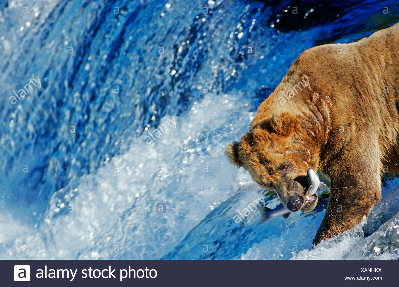 Salmon Jumping High Resolution Stock Photography and Images Alamy