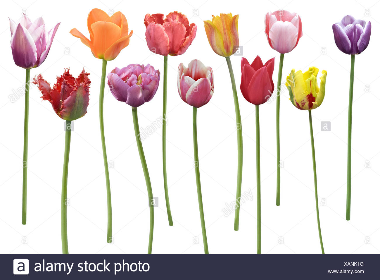 Flowers In A Row High Resolution Stock Photography And Images Alamy Flowers In A Row High Resolution Stock Photography And Images Alamy