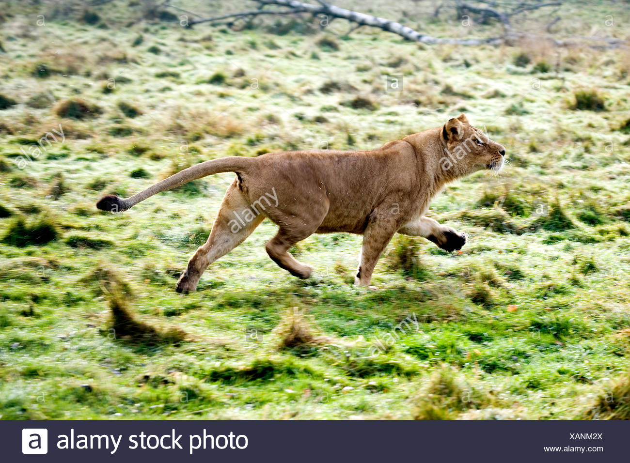 Southwest African Lions High Resolution Stock Photography and Images ...