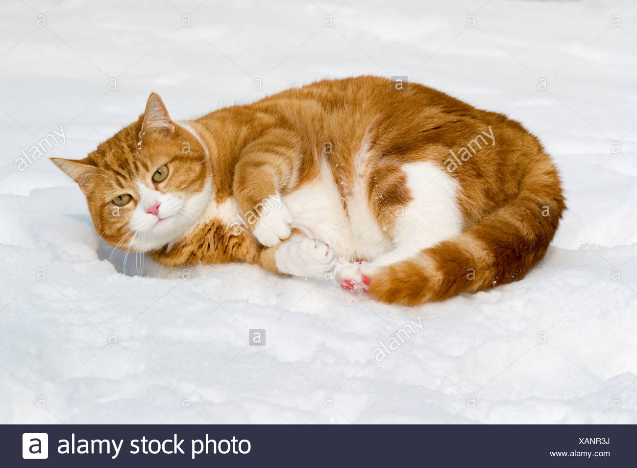 European Shorthair Cat In Snow Stock Photo 281991574 Alamy