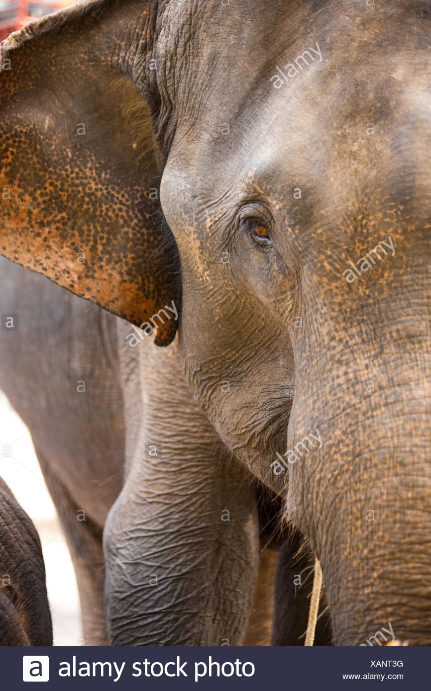 Elephant Front Face High Resolution Stock Photography and Images Alamy
