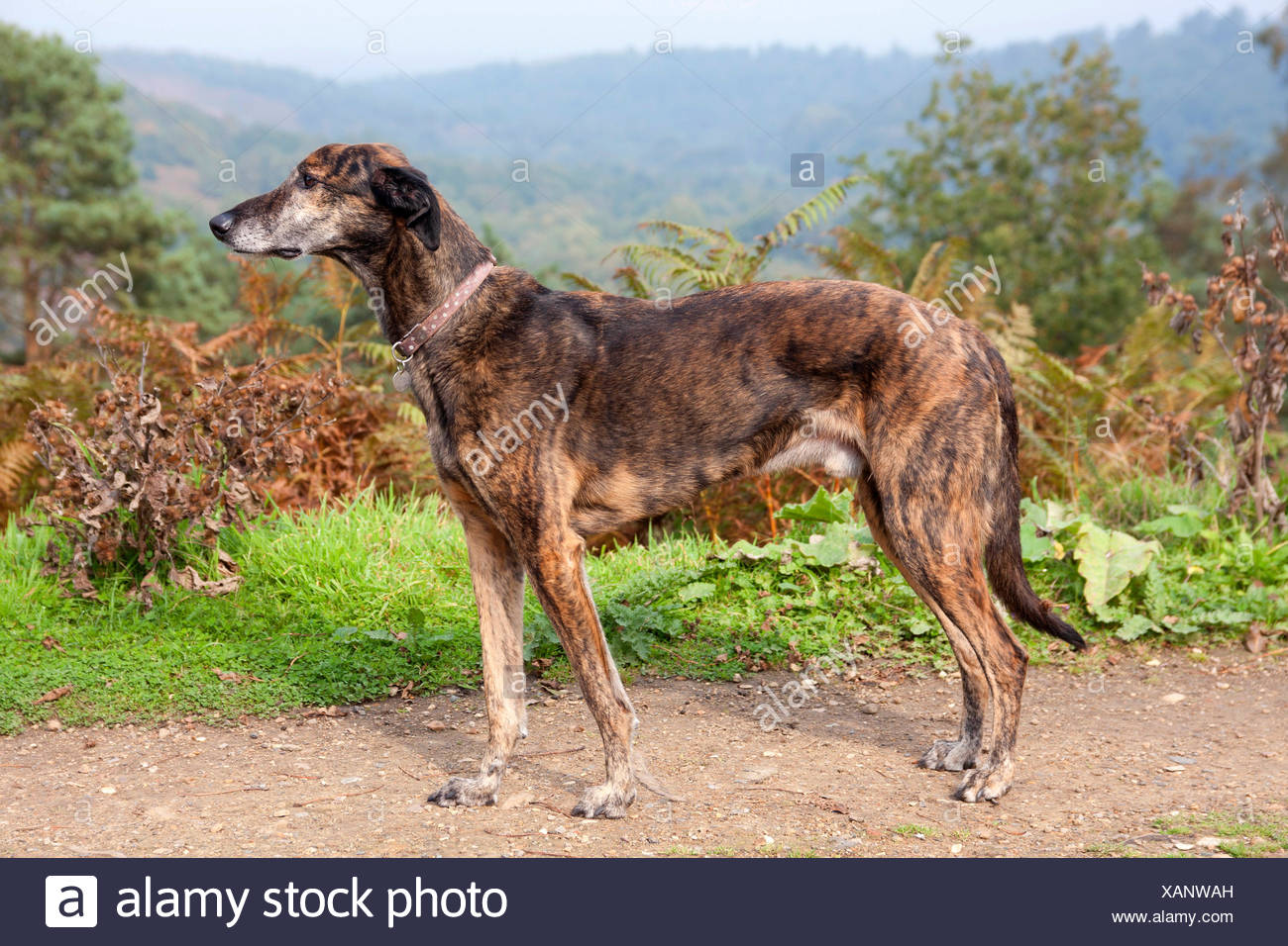 Lurcher Adult Stock Photos Lurcher Adult Stock Images Alamy