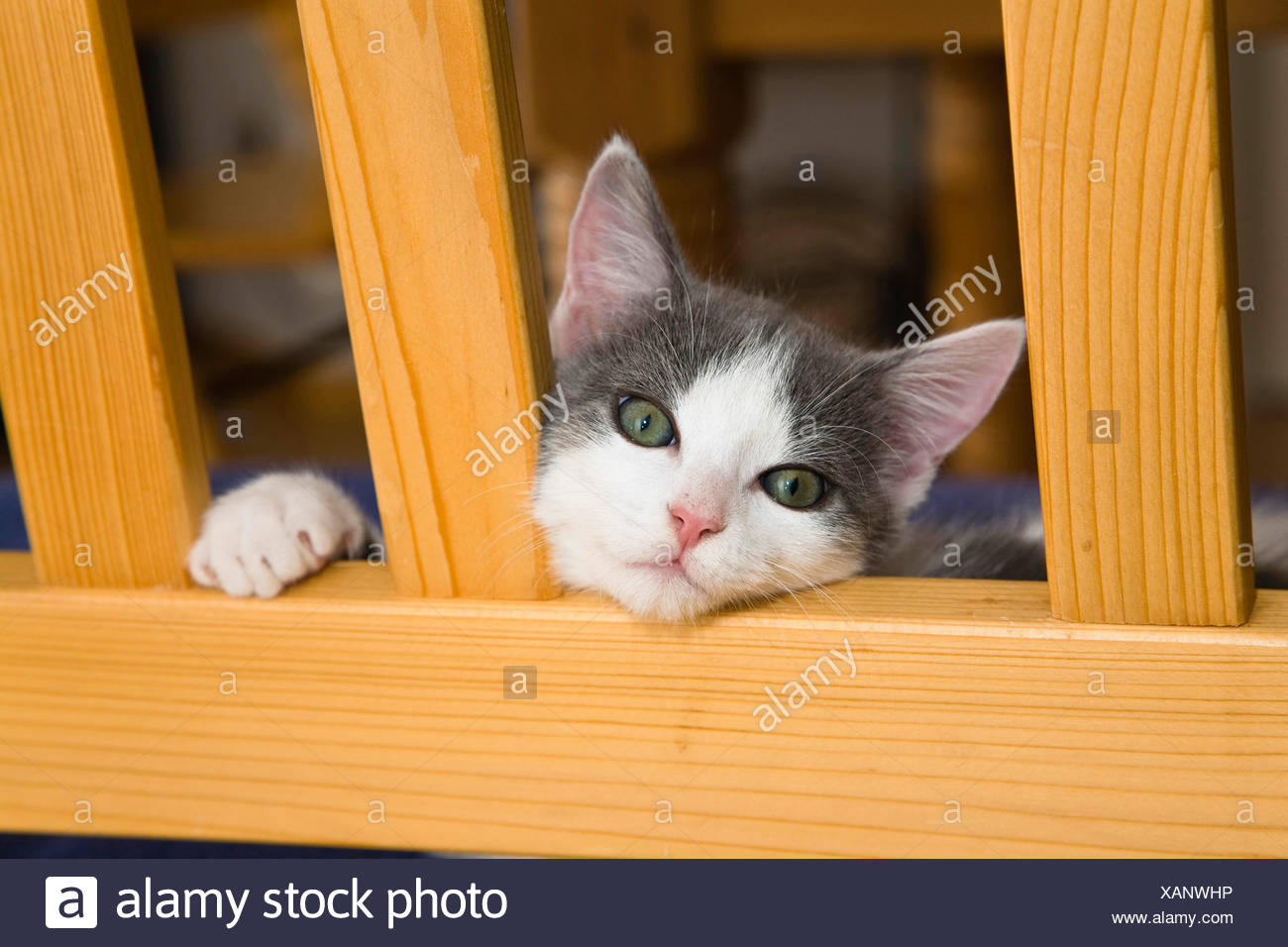 Weary Cat Stock Photos & Weary Cat Stock Images - Alamy