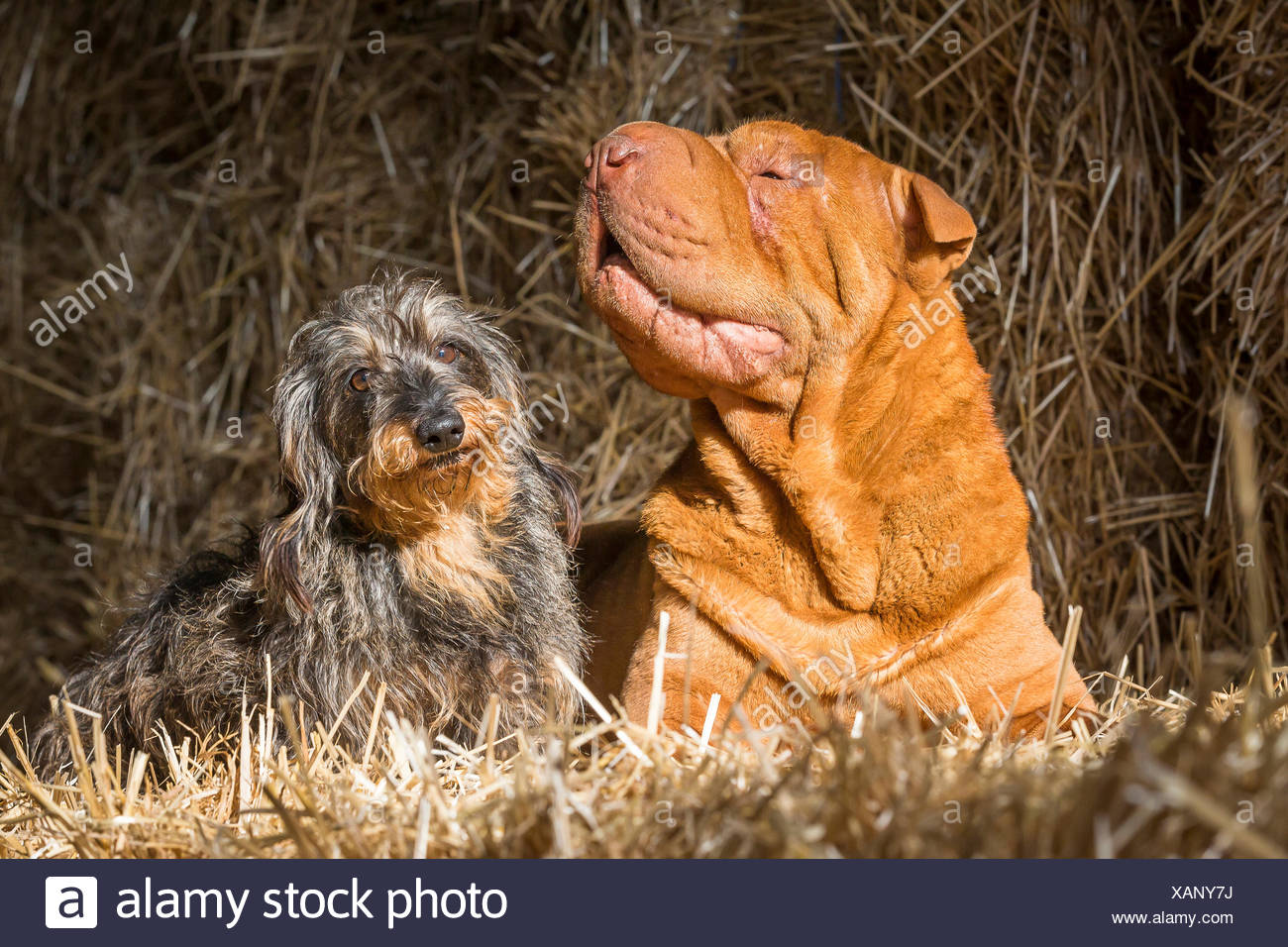 Chinese Shar Pei And Wire Haired Dachshund Two Adults Sitting On