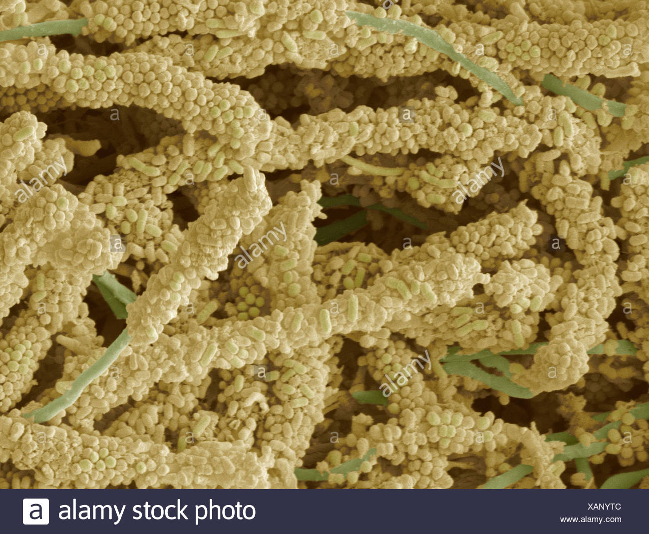 Biofilm Organism Stock Photos & Biofilm Organism Stock Images Alamy