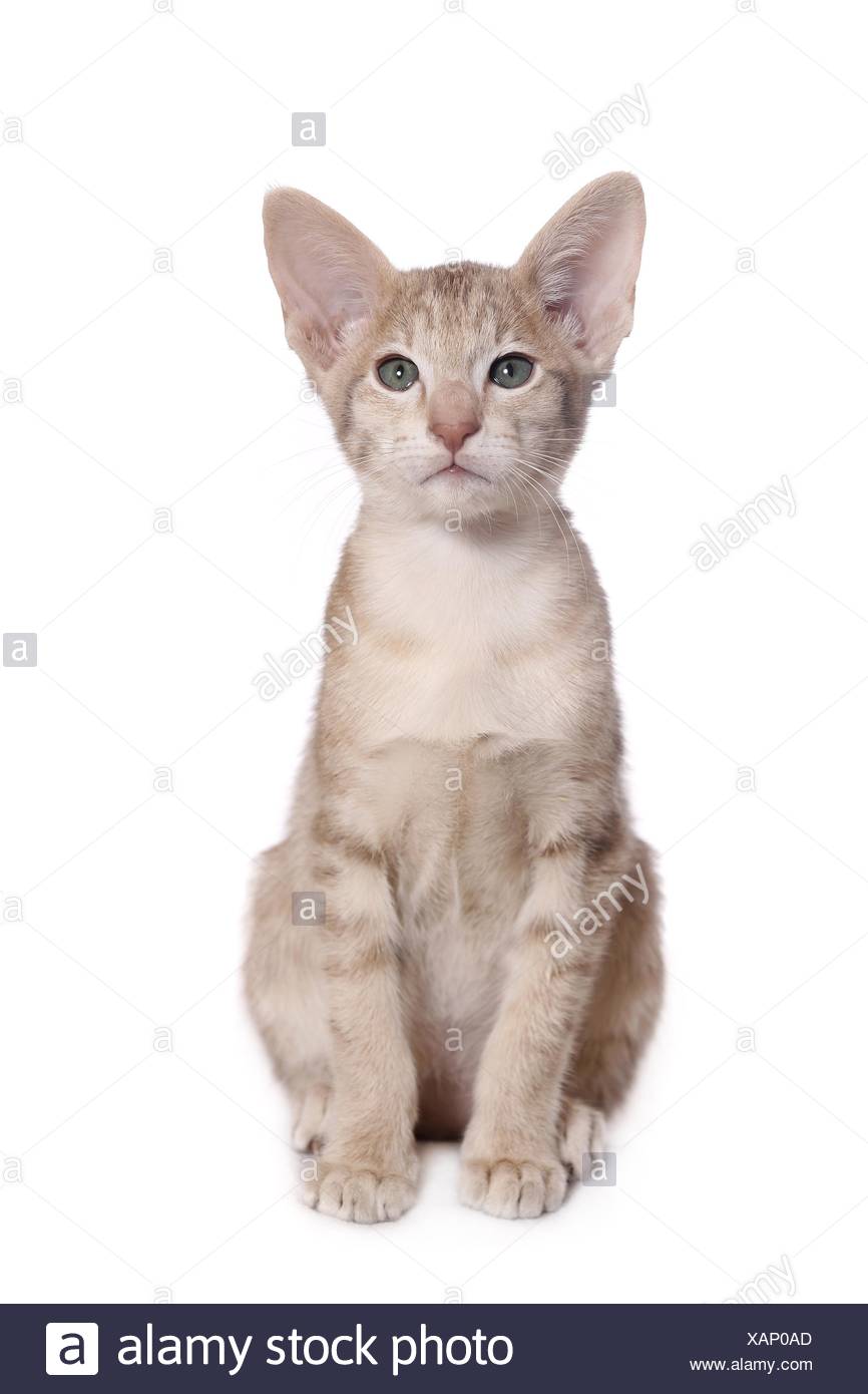 Oriental Shorthair Kitten Stock Photo 281995685 Alamy