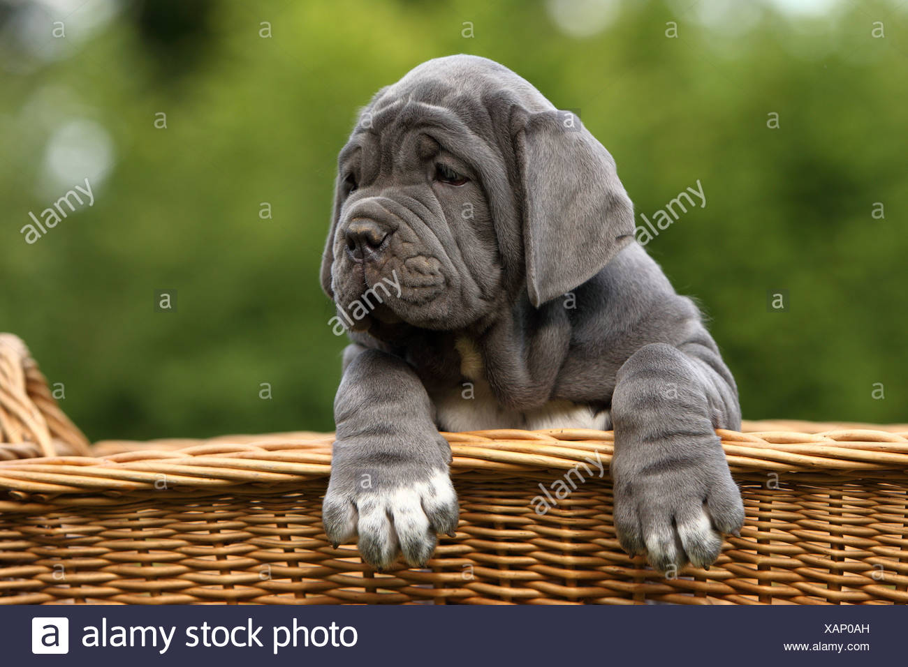 mastino puppies