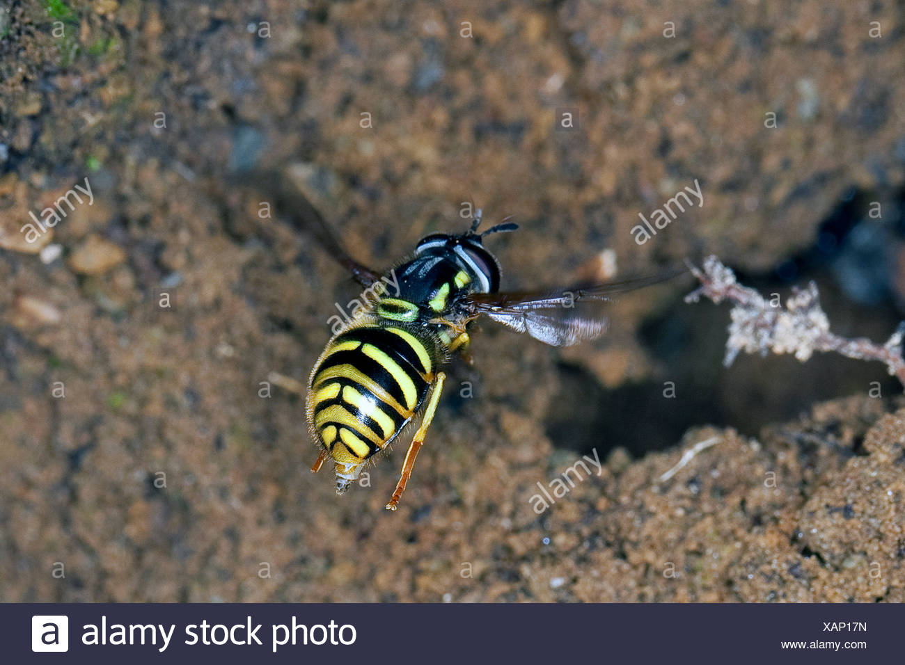 Arcuatum High Resolution Stock Photography And Images Alamy