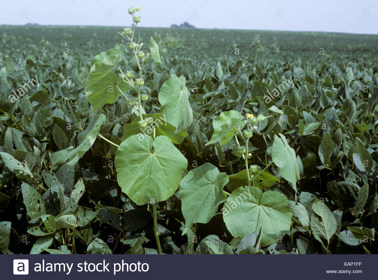 Close Up Broad Leaf Weed High Resolution Stock Photography and Images ...