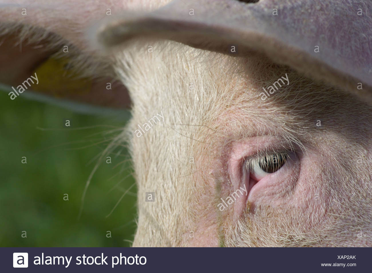 Pigs Eye High Resolution Stock Photography and Images Alamy
