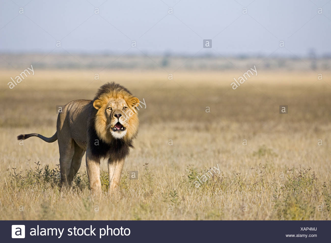 Roaring Lion Portrait High Resolution Stock Photography and Images - Alamy
