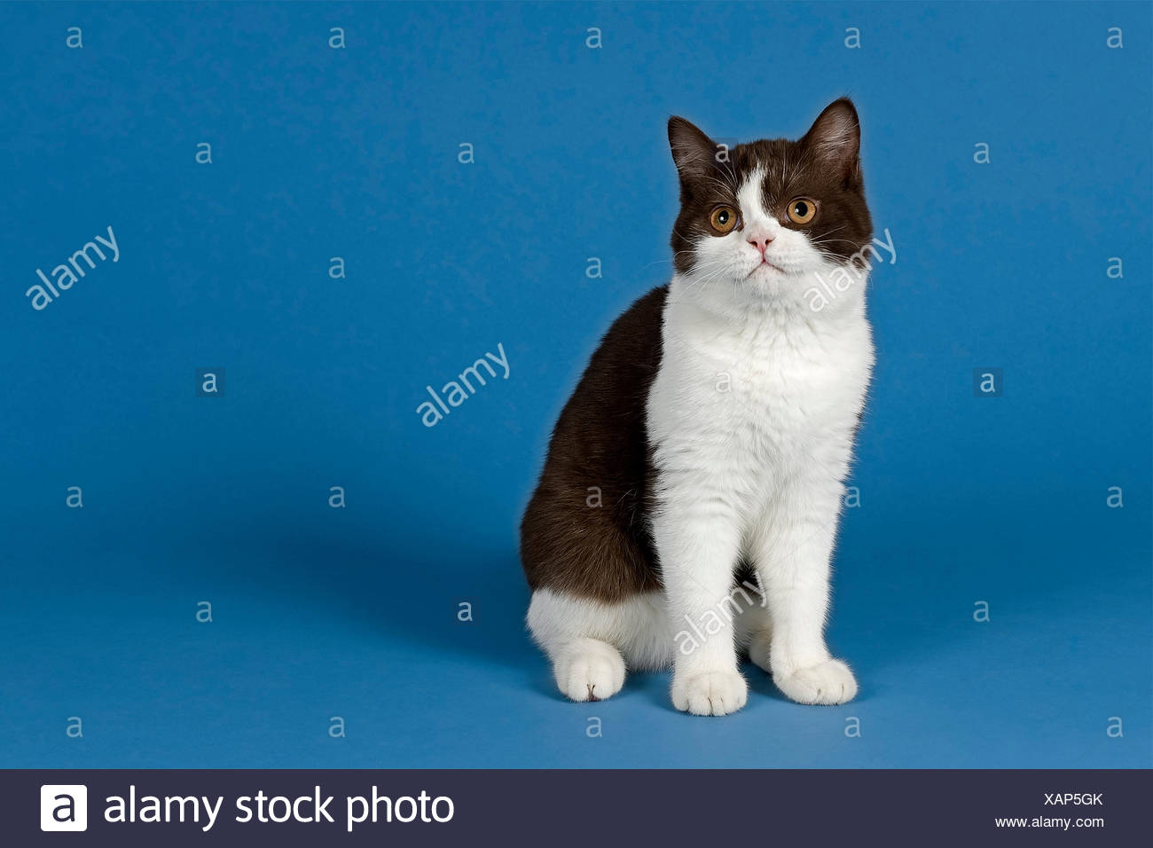 Blue And White Bicolour High Resolution Stock Photography And Images Alamy