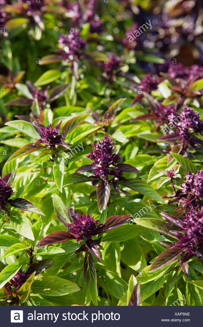 Basil Plants High Resolution Stock Photography and Images Alamy
