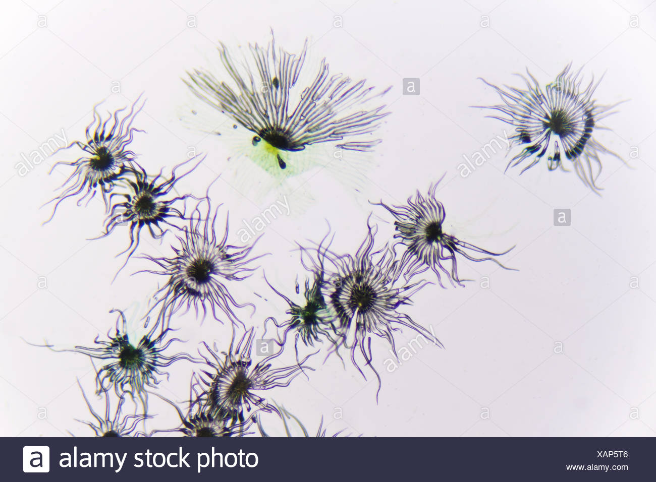 Hair Of A Berry Stock Photo 281999990 Alamy