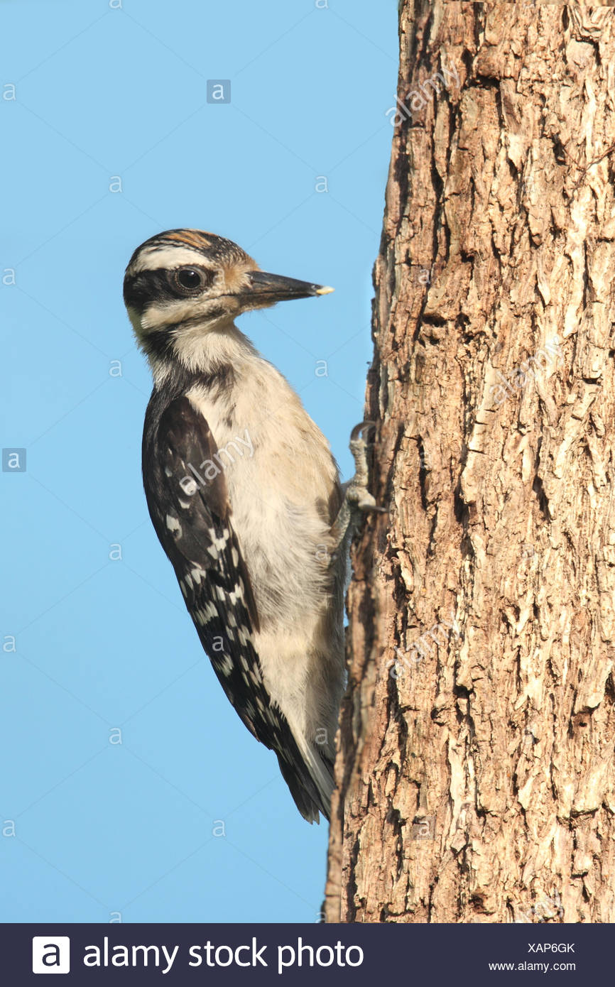 Juvenile Hairy Woodpecker High Resolution Stock Photography and Images