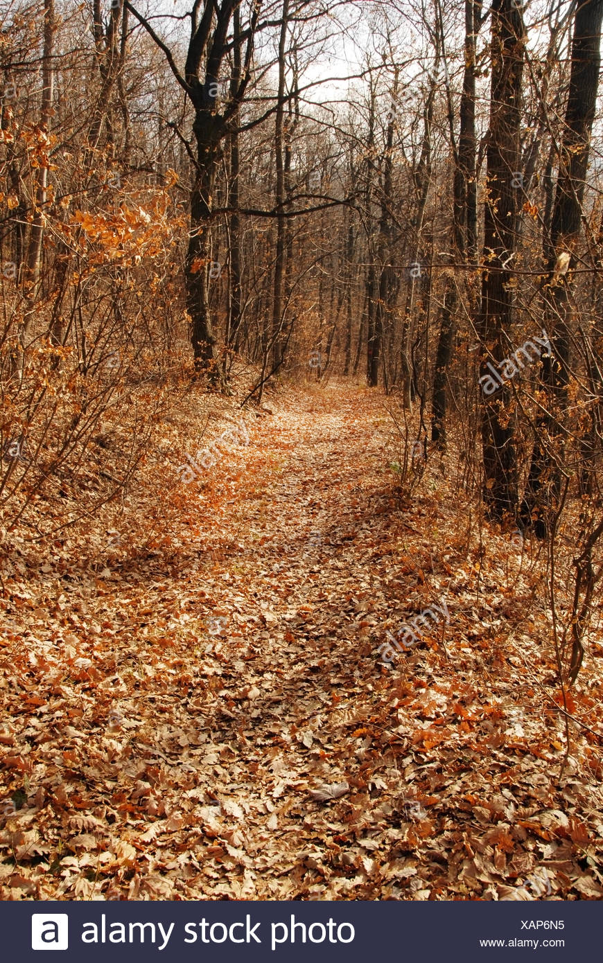 Autumn Forest Path Stock Photo Alamy