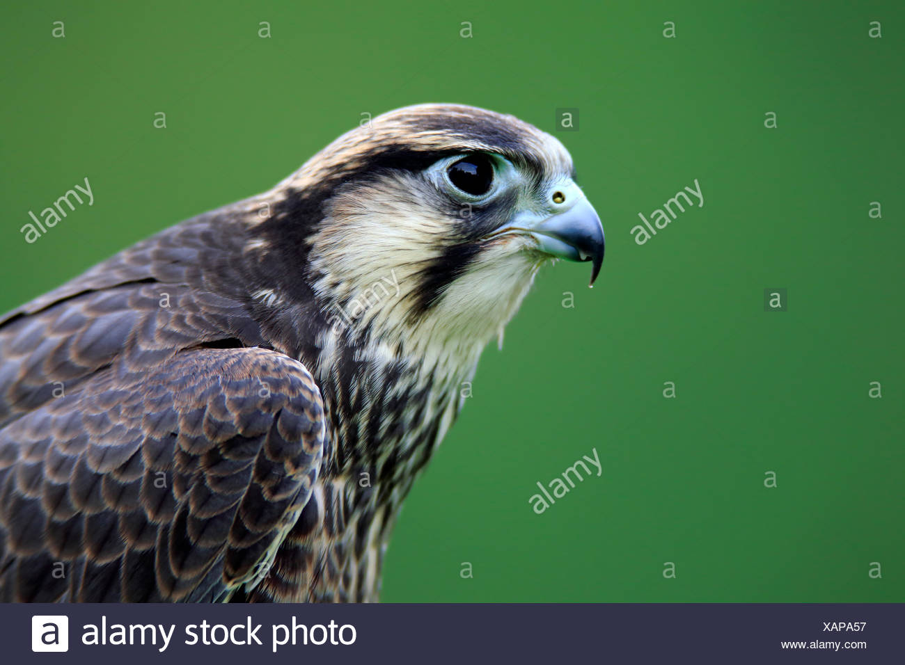 Lanner Falcon Close Up High Resolution Stock Photography and Images Alamy