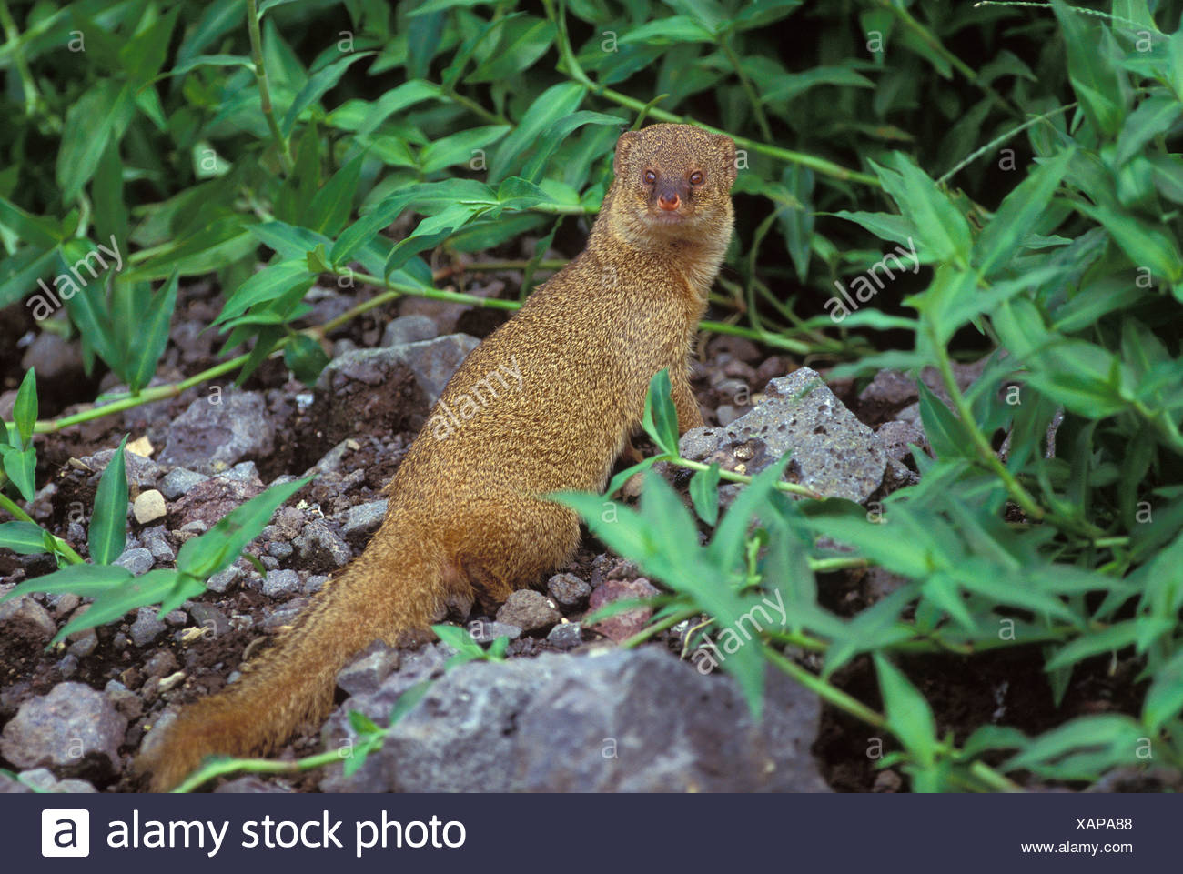 Mongoose Hawaii Stock Photos & Mongoose Hawaii Stock Images Alamy