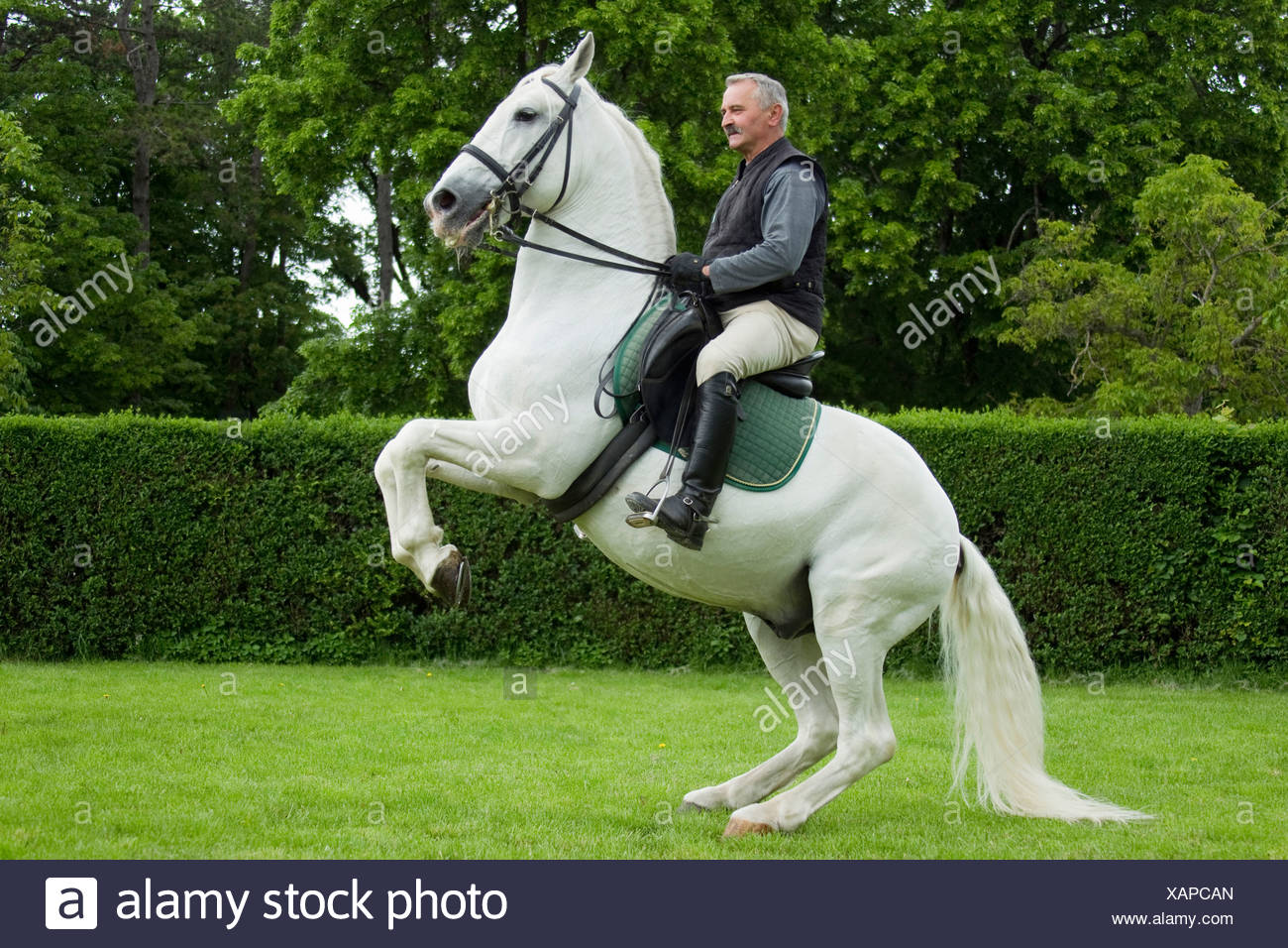 Man Rearing Horse High Resolution Stock Photography and Images - Alamy