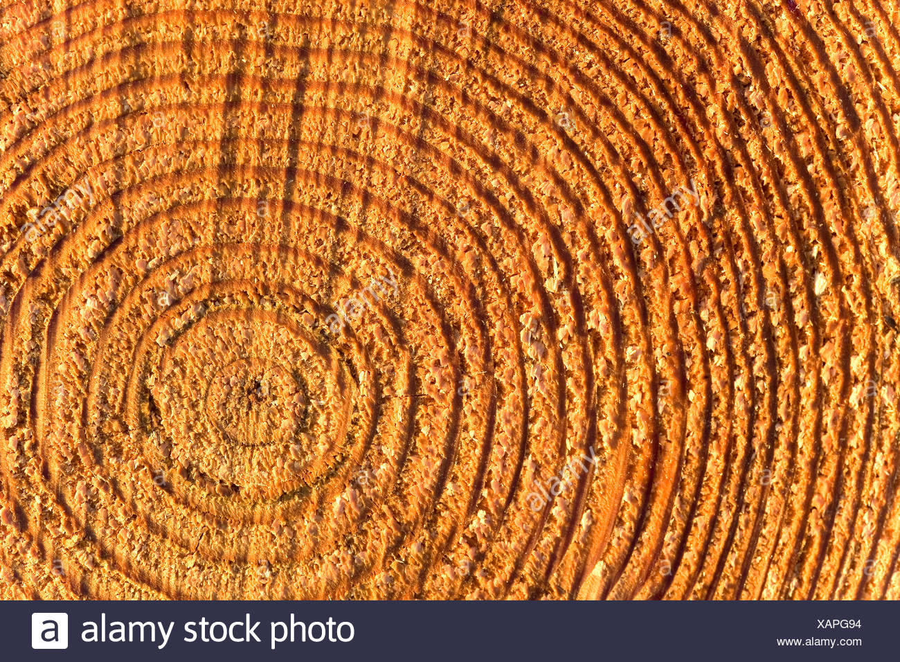 Tree Ring Stock Photos & Tree Ring Stock Images - Alamy
