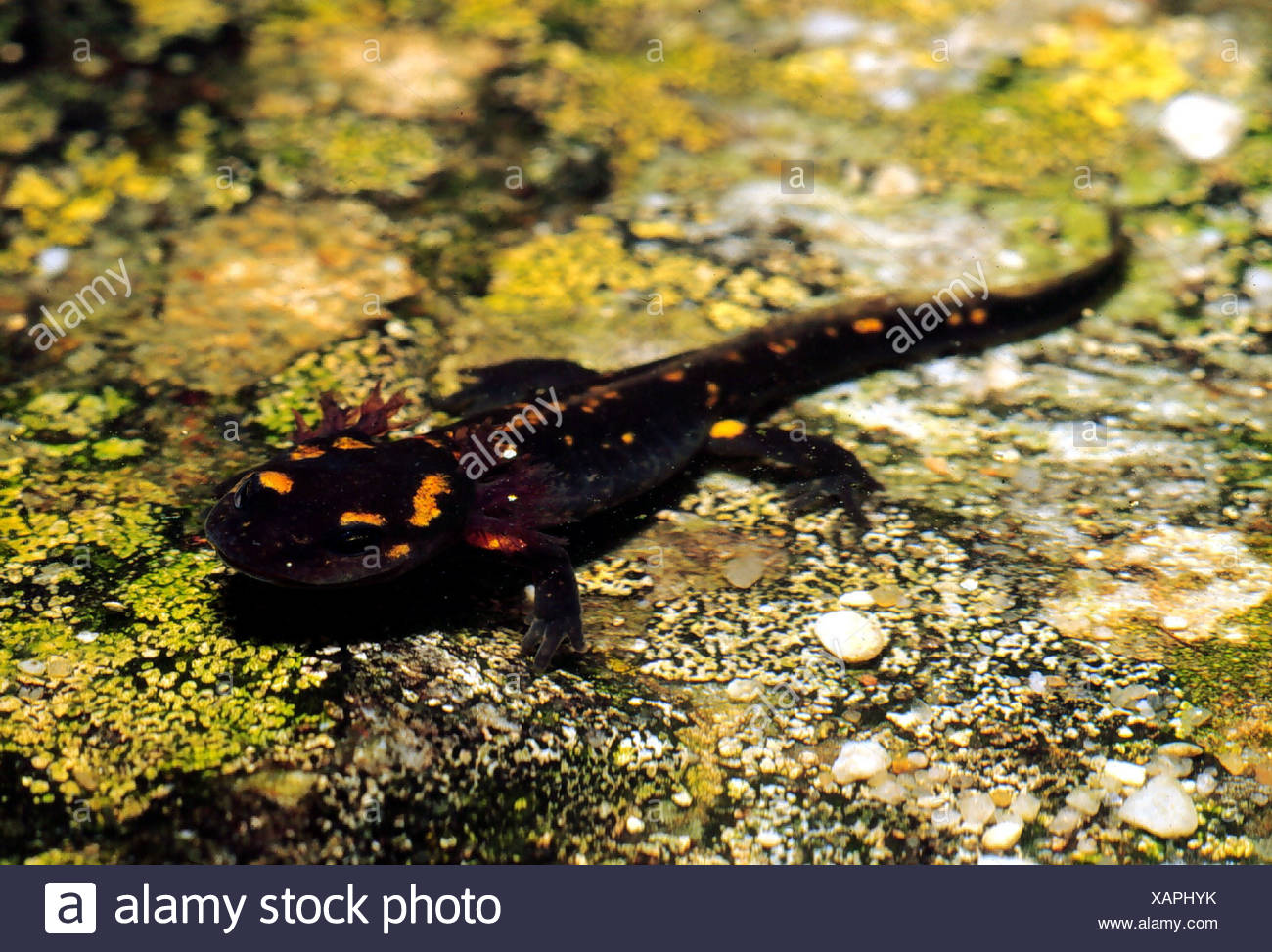 Salamandridae Stock Photos & Salamandridae Stock Images Alamy