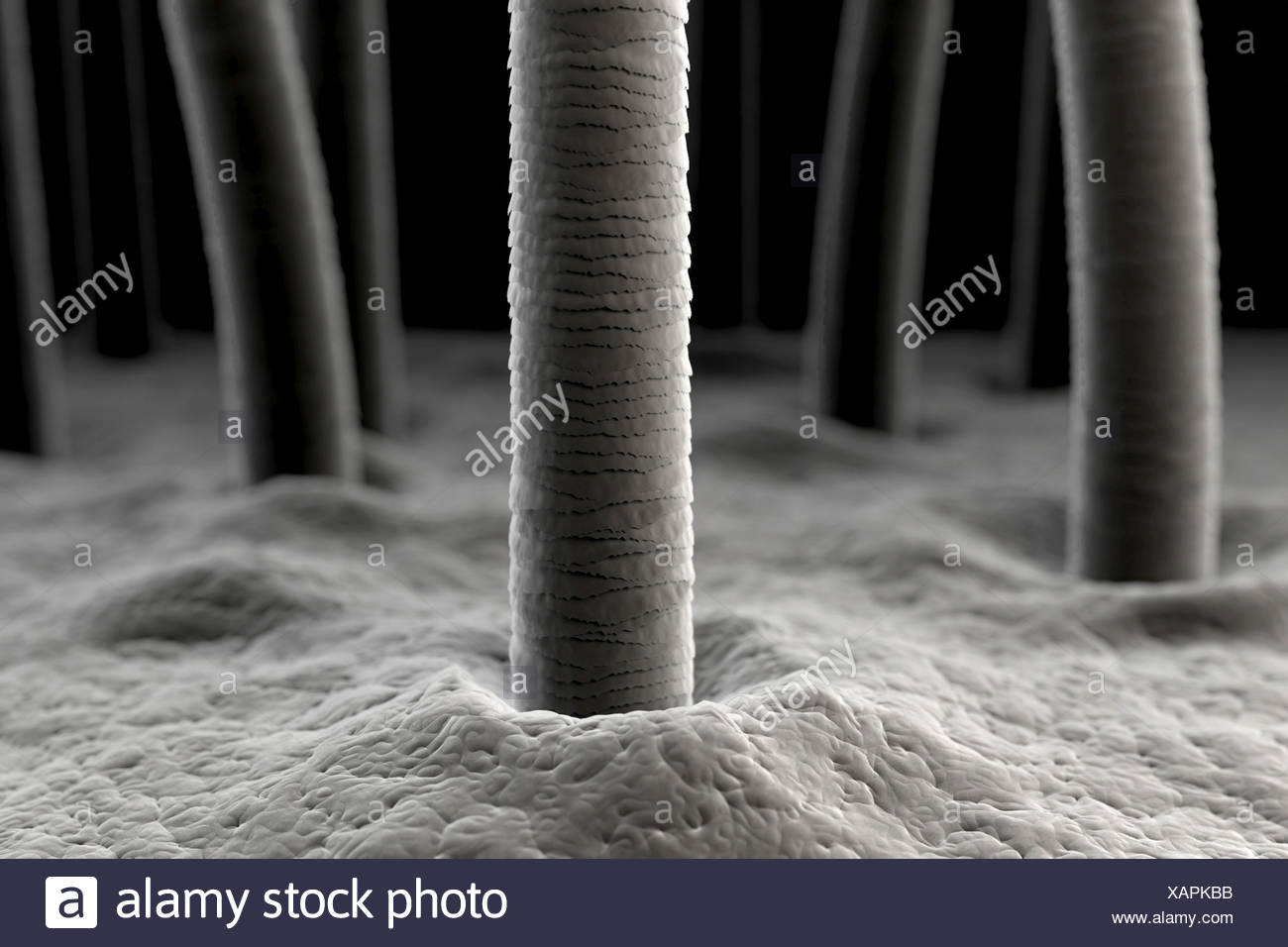 human hair root microscope