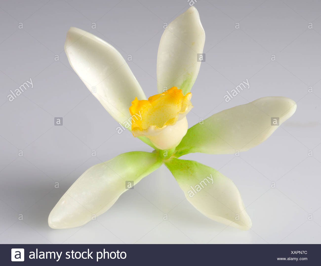Vanilla Pod With Flower High Resolution Stock Photography and Images
