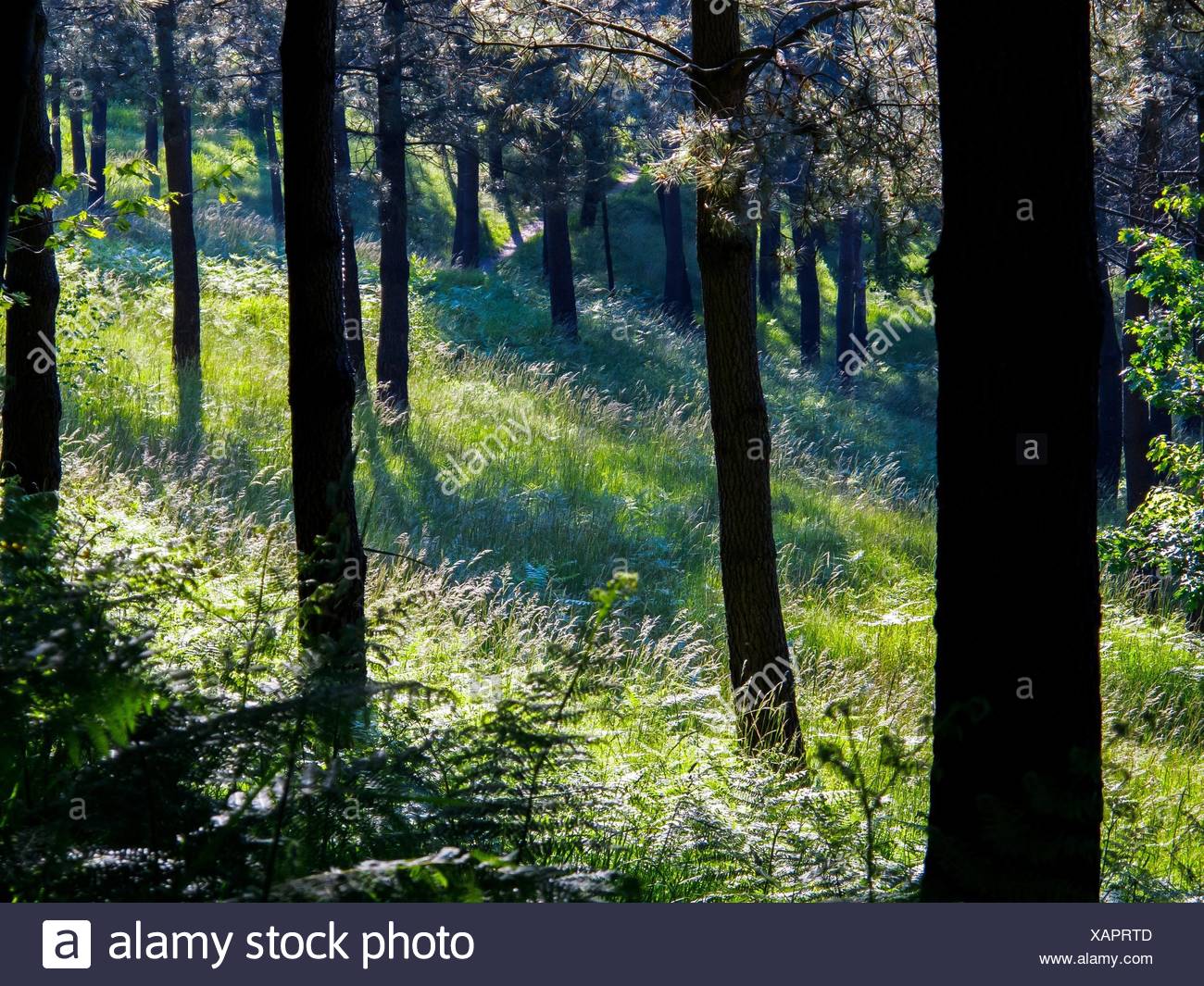 Bosque En El Monte Artxanda Bilbao Vizcaya Basque Country Spain Europe Stock Photo Alamy