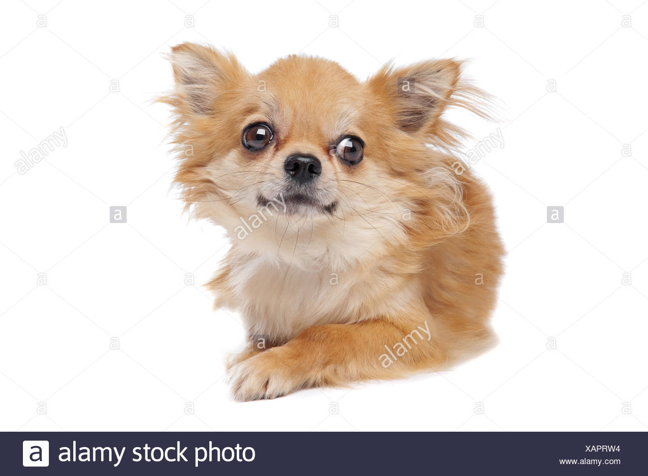 Brown Long Haired Chihuahua In Front Of A White Background Stock