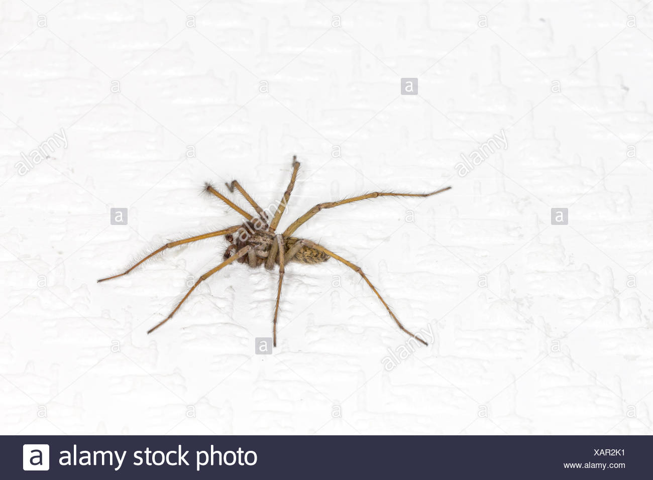 Tegenaria Domestica Barn Funnel Weaver Domestic Stock Photo