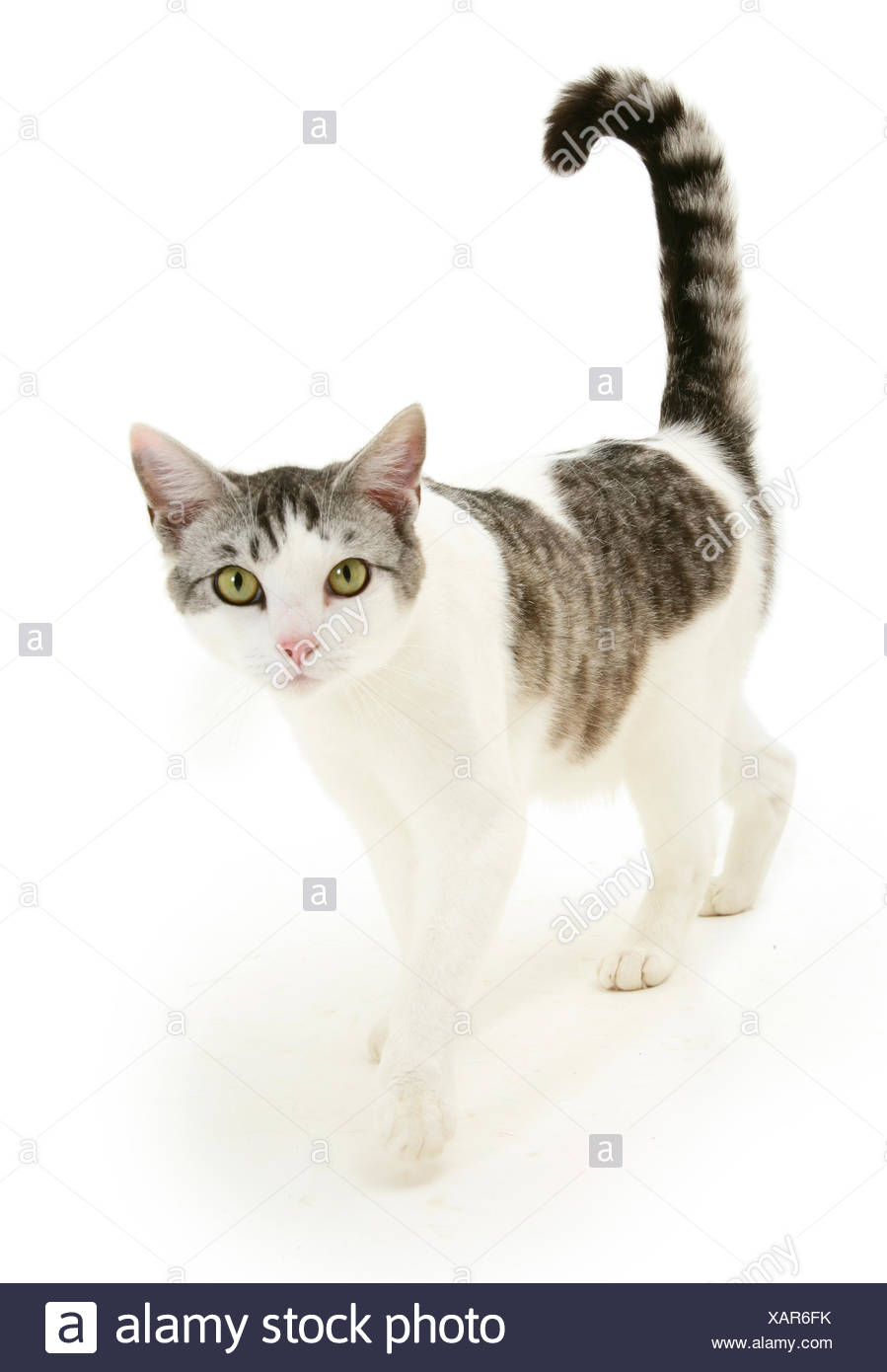 white and silver cat
